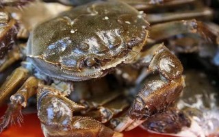 大闸蟹有哪些形态特征，头胸甲为圆方形