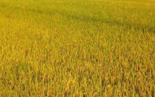 甜优1号水稻种子特征特性，全生育期134.4天