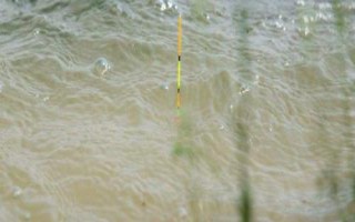 鲫鱼钓几目有明显顿口，调四钓二、调五钓三均可观察到明显的顿口