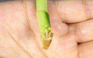 富贵竹属于喜阴还是喜阳植物,适合生长在有散光的半阴处