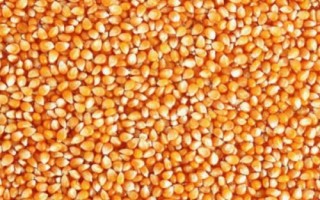 好的玉米种子标准是什么，纯度要在96%以上