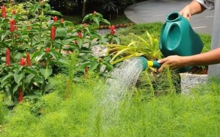 黄花照波如何养殖，每隔一个月施加一次多肉专用肥