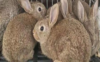 野兔养殖基地的环境要求，太热和太冷的环境都不适合于养殖