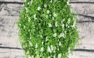 满天星用什么土种植，选择微酸性砂壤土为佳