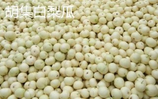 山东省金乡县的特产，胡集白梨瓜走俏全国