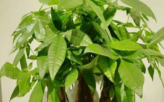 发财树是否喜水，喜湿但不耐劳