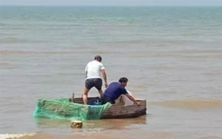 海瓜子怎么养殖，排干水塘再将种苗均匀撒在塘面上
