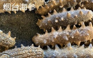 山东烟台市的特产,烟台海参闻名海内外