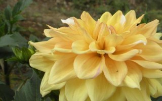 大丽花的开花时间，一般为5月份左右