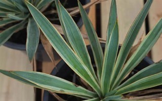 凤尾兰属于哪个科，是百合科常绿灌木