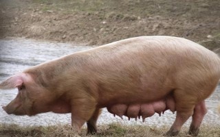 母猪低温适合打什么针，肾上腺素、樟脑磺酸钠均可使用