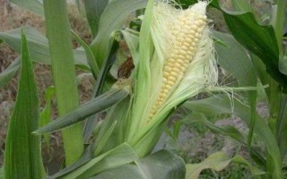 兴丰8玉米种子介绍，播种深度4－6厘米