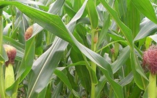 黔单26(区试名称:QZM1604)玉米种子介绍,生育期131.5天