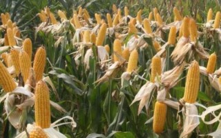 鑫满仓2201玉米品种简介，在适应区5月1日左右播种