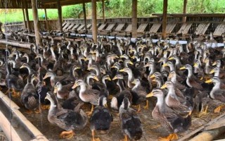 鸭子在夏季容易死亡的原因,一般是高温、养殖密度大、感染病害等因素所致