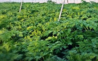 明日叶怎么栽培，经过烫种、浸泡、催芽后再播种