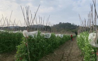 荷兰豆怎么施肥才能高产,施入充足的基肥是关键