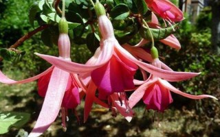 怎么养倒挂金钟,在生长期7-10天左右施肥一次