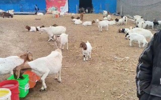 冬季养羊有哪些注意事项，要注意防寒保暖