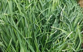 韭菜根蛆的危害，会危害鳞茎