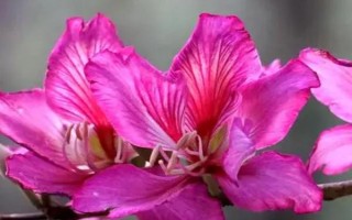 紫金花和紫荆花的区别，二者没有区别