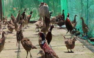 养野鸡所需手续，取得《野生动物驯养繁殖许可证》、《野生动物经营许可证》才能销售和运输