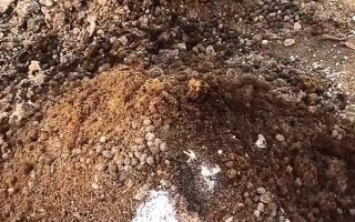 狗粪能不能直接埋土里当作花肥，直接使用容易引发病害