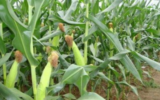 方玉46玉米品种的特性，中抗弯孢霉叶斑病和丝黑穗病