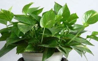 绿萝需要哪些肥料,以氮肥、钾肥、自制肥为宜