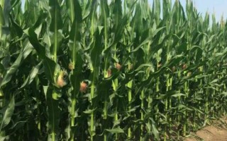 源育305玉米种子特点，中抗茎腐病