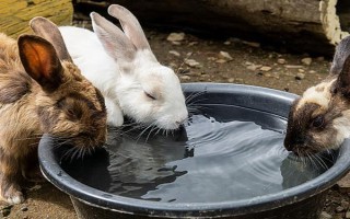 兔子怎么养殖，要不定期的给兔舍进行消毒