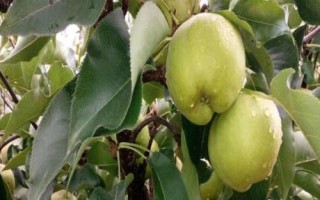 吉林龙井市的特产，长白山黑木耳是当地著名的土特产