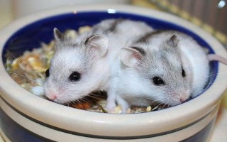 仓鼠的养殖环境，环境温度以20-30℃为宜