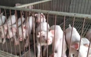 小猪断奶后应该如何喂养，断奶后1周内需控制喂食量