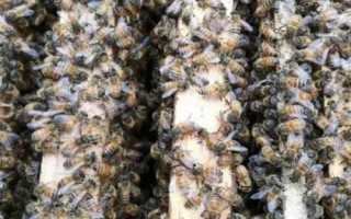 最简单的中蜂分蜂方法,王台分蜂最有效