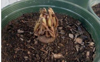 仙客来花落后如何处理，要对其进行修剪