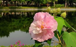 怎么养芙蓉花,夏季需要做好遮阴措施