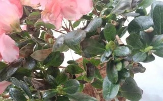 杜鹃叶子发黑的原因,可能是花土里水分过多或过少等