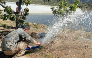 樱桃树流胶的治疗方式，可在冬春季节将樱桃树枝干进行涂白