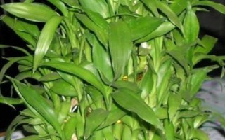 富贵竹的分株方法,取出植株剪除烂根再栽种