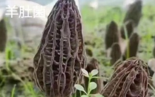 竹荪和羊肚菌的区别，科属、外观和生长环境均不同