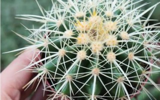 怎么养金虎仙人球,生长季节放在向阳处即可