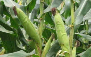兴达7号玉米种子特征特性,4月上旬播种