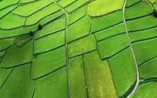 农业绿色发展如何推进,以科技创新为基础