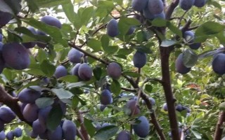 西梅的产地，原产于法国西南部