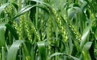 豫农904小麦种简介，适宜播种期10月上中旬