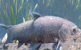 青鱼吃什么食物，幼鱼阶段吃浮游动物