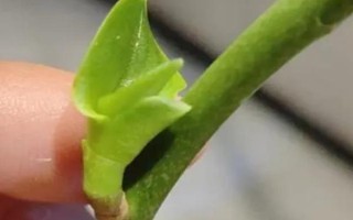 如何让蝴蝶兰憋芽，可以用花梗、断心和切茎憋芽