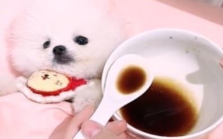 狗狗可以喝酸奶吗,狗狗是可以喝酸奶的