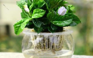 栀子花的水养方法,春秋季节每个星期换一次水